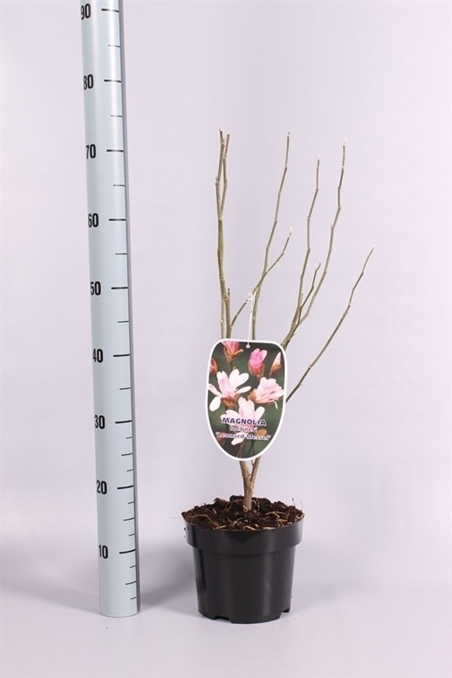 Magnolia loebneri 'Leonard Messel' - C3 50-60 CM